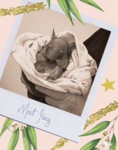 Furry Friends Postcard